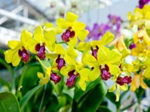 Orquídeas como cuidar e plantar Decorando Casas