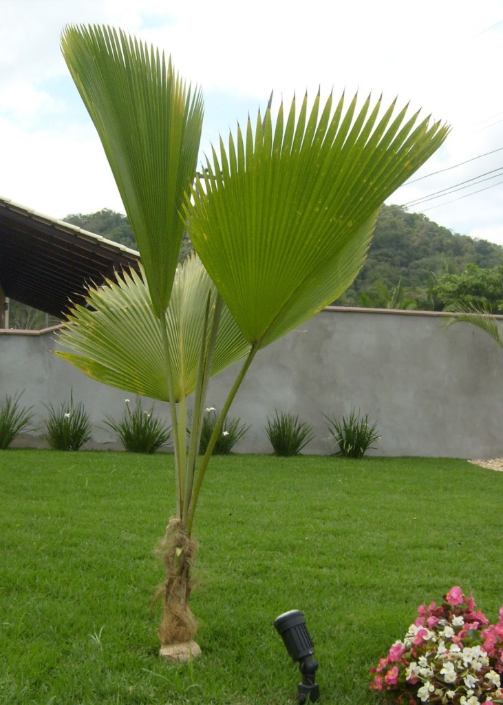 Palmeira-leque-de-fiji