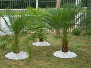 coqueiros-palmeiras-para-jardins