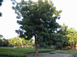 árvore-sombra-crescimento-rápido