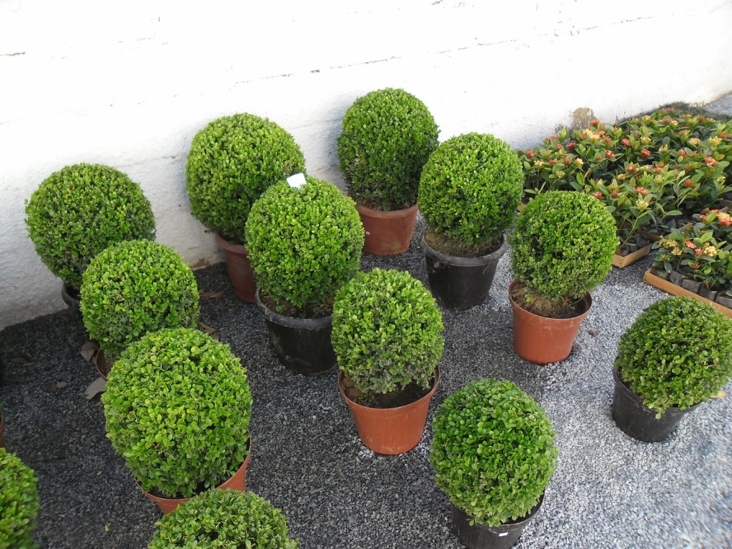 Tipos-de-plantas-para-jardim-externo