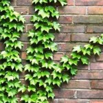 plantas-trepadeiras-para-parede-muro