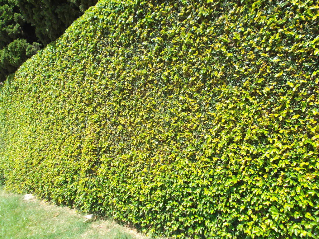 plantas-trepadeiras-para-parede-muro