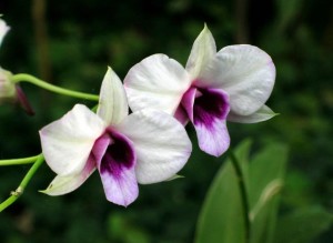 flor-Orquídea