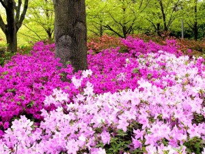 flores-perenes-jardim