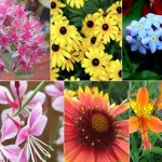 flores-resistentes-jardim-externo