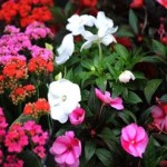 jardim-flores-ano-todo
