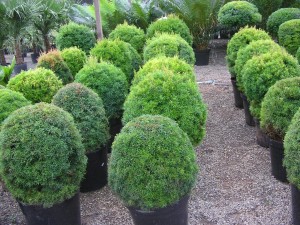 nomes-plantas-para-jardim