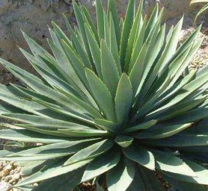 nomes-plantas-para-jardim