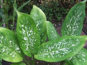 nomes-plantas-para-jardim