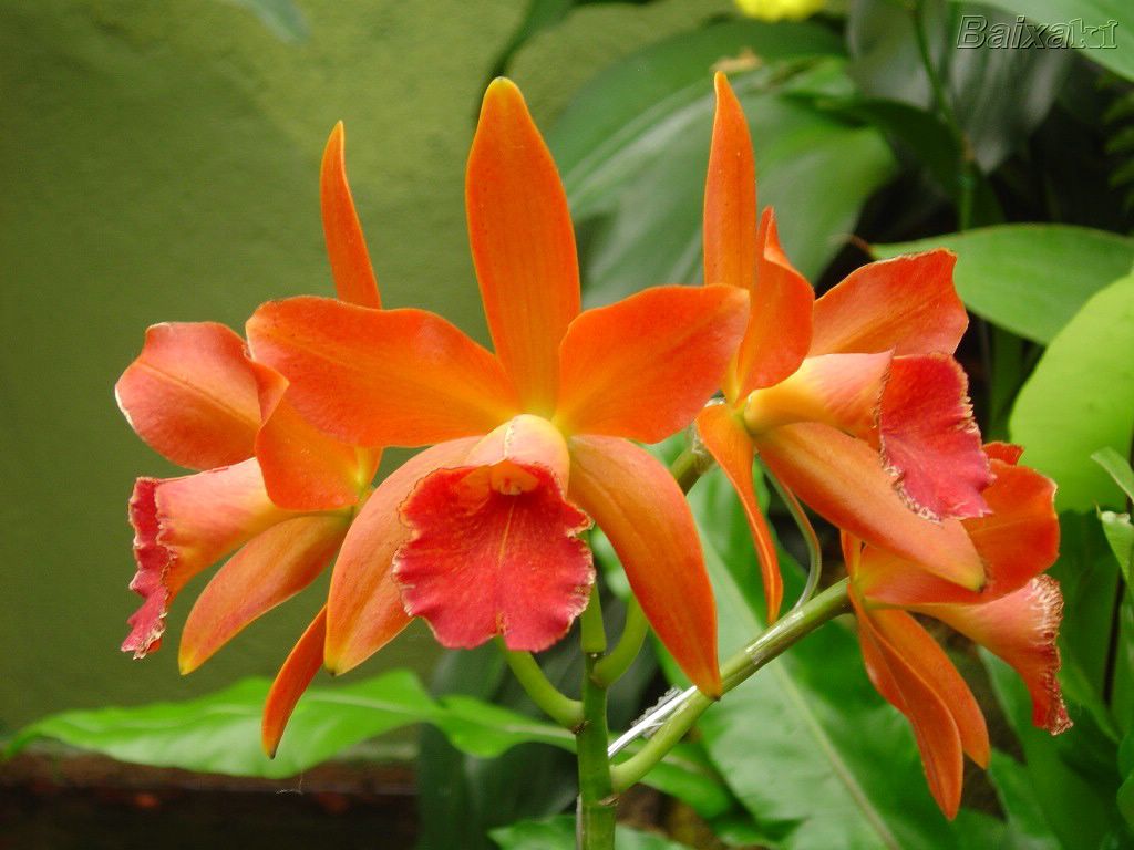 Tipos de orquídeas lindas, nomes e fotos | Decorando Casas