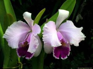 orquídeas-lindas-nomes-fotos