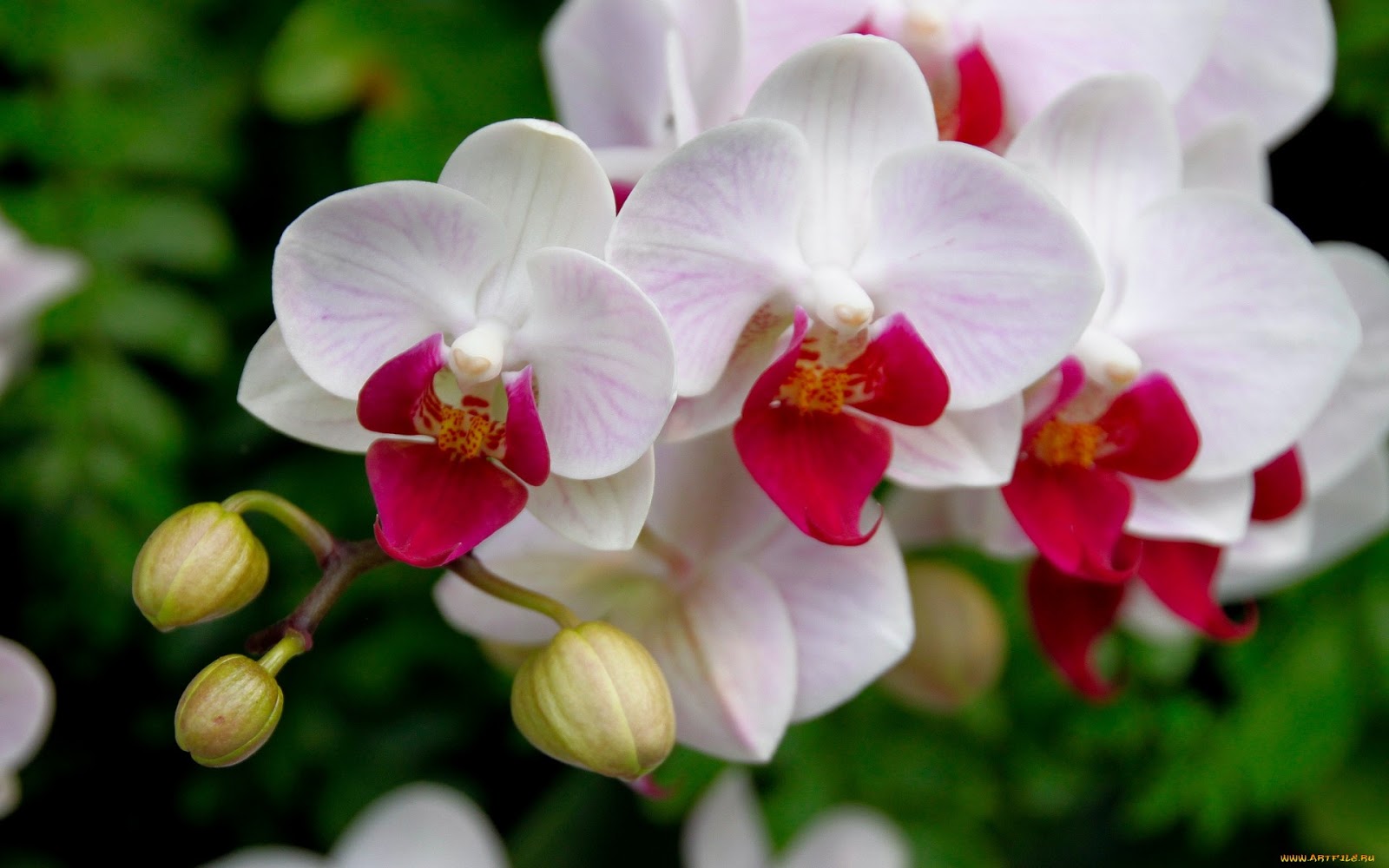 Tipos de orquídeas lindas, nomes e fotos | Decorando Casas