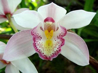 orquideas-lindas-nomes-fotos