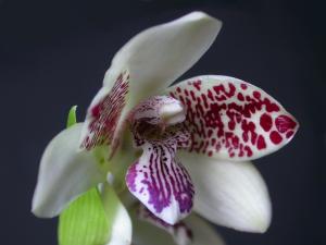 Orquídeas-Brasileiras