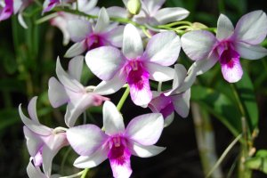 Qual-a-luminosidade-ideal-para-orquídeas?