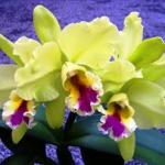 espécies-orquídeas-nomes-fotos