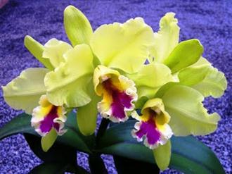 espécies-orquídeas-nomes-fotos