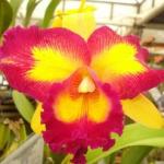 flor-orquidea