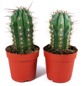Espécies-cactos-ornamentais-nomes