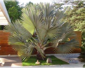 paisagismo-jardinagem-com-palmeiras