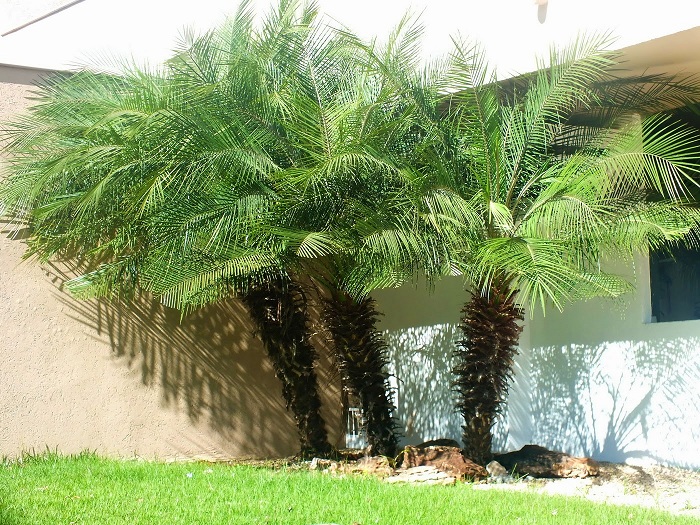 Dicas de paisagismo e jardinagem com palmeiras Decorando