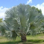 paisagismo-jardinagem-com-palmeiras