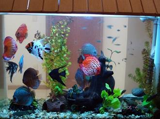 Como-decorar-um-aquário-pequeno