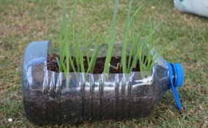 Como-fazer-uma-horta-com-garrafa-pet