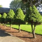 Espécies-de-árvores-pequenas-para-jardim