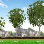Árvores-de-crescimento-rápido-para-calçadas