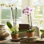 Como-cultivar-orquídeas-em-vasos