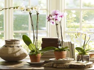 Como-cultivar-orquídeas-em-vasos