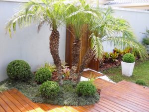 coqueiros-para-jardim-pequeno