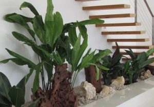 planta-Ciclanto