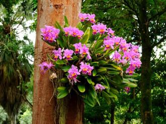 Como cultivar orquídeas em troncos? | Decorando Casas