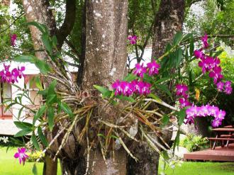 Como-plantar-orquídeas