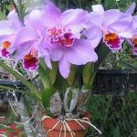 Cultivo-de-orquídeas-para-iniciantes