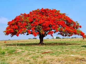 Nomes-de-árvores-que-dão-flores