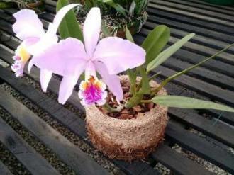 Como plantar orquídeas em xaxim? | Decorando Casas