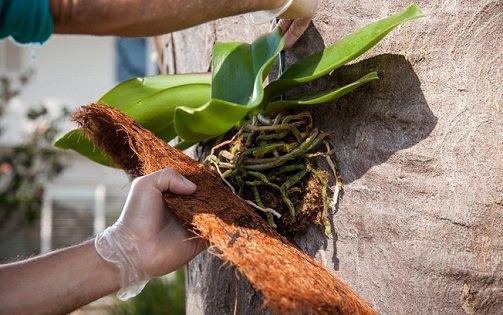 Como plantar orquídeas na madeira?