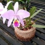 Como-plantar-orquídeas-em-xaxim