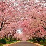 Espécies-de-árvores-floridas-cerejeira-japonesa