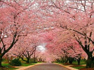 Espécies-de-árvores-floridas-cerejeira-japonesa