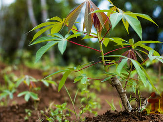 Como-cultivar-mandioca