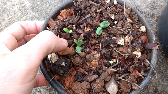 Como plantar girassol em vaso | Decorando Casas