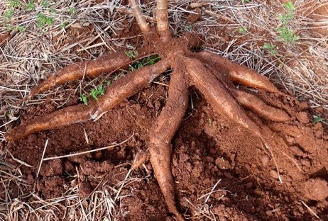 Como-plantar-mandioca
