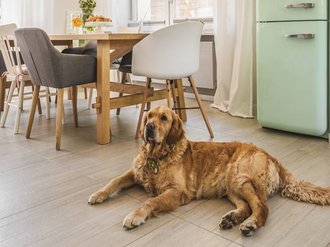 Melhor-piso-para-apartamento-com-cachorro