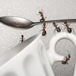 Como-eliminar-formigas-da-cozinha
