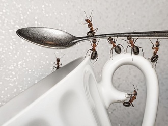 Como-eliminar-formigas-da-cozinha